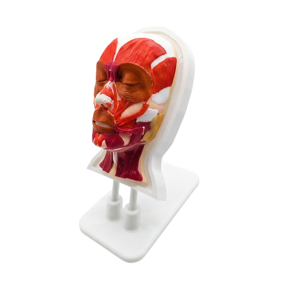 Platinum Face I — Facial Anatomy Model with Colour-Coded Muscles