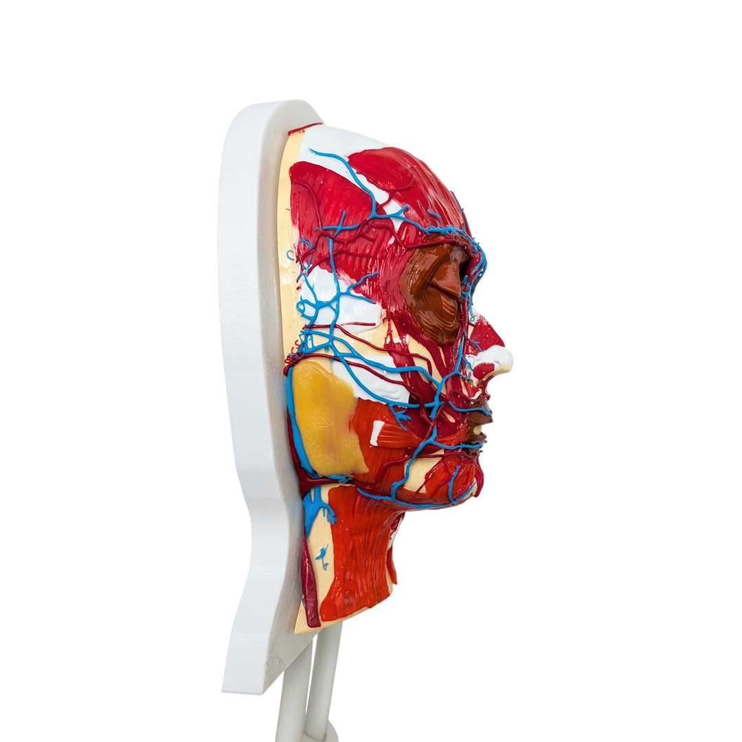 Platinum Face II — Facial Anatomy Model with Muscles & Vascular System