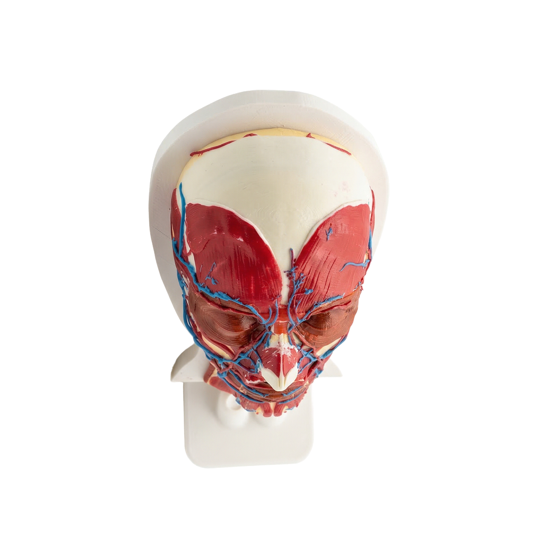 Platinum Face II — Facial Anatomy Model with Muscles & Vascular System