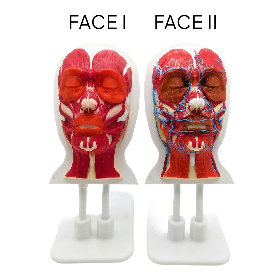 Platinum Face I — Facial Anatomy Model with Colour-Coded Muscles